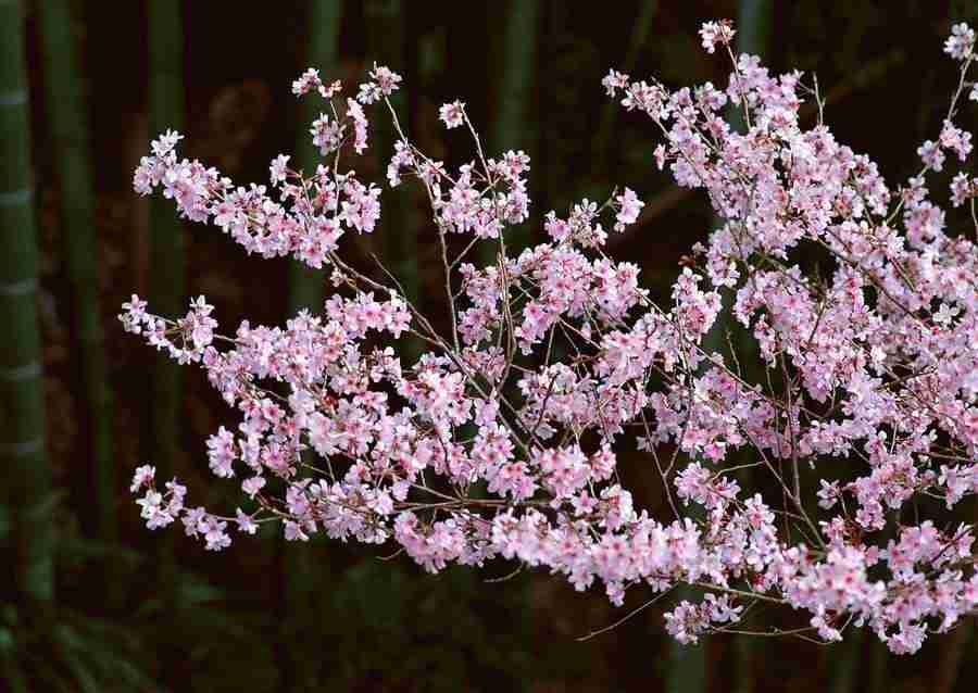 Cherry Blossoms - Datacraft Sozaijiten  ></a>
<script language=JavaScript> 
  var txt = 