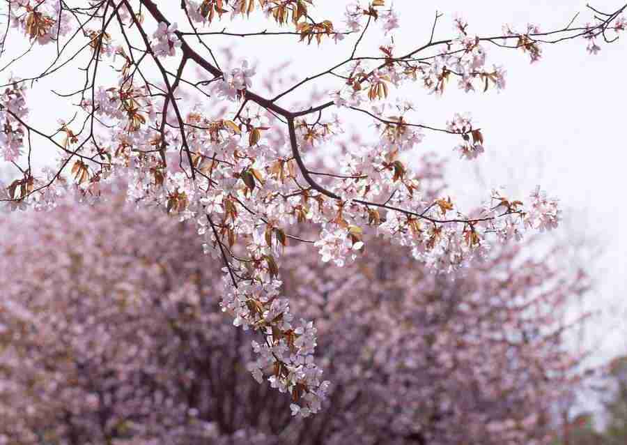 Cherry Blossoms - Datacraft Sozaijiten  ></a>
<script language=JavaScript> 
  var txt = 