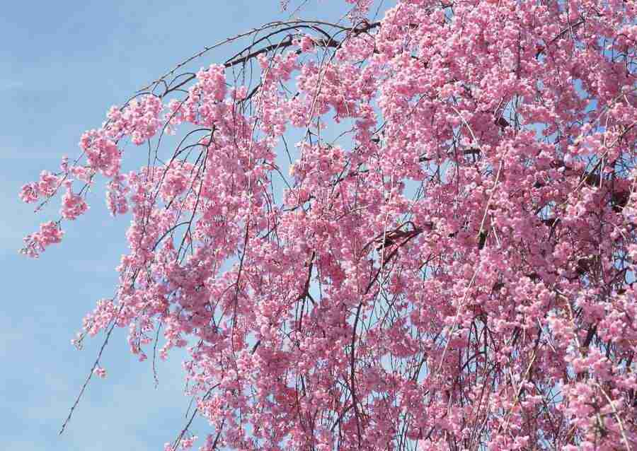Cherry Blossoms - Datacraft Sozaijiten  ></a>
<script language=JavaScript> 
  var txt = 