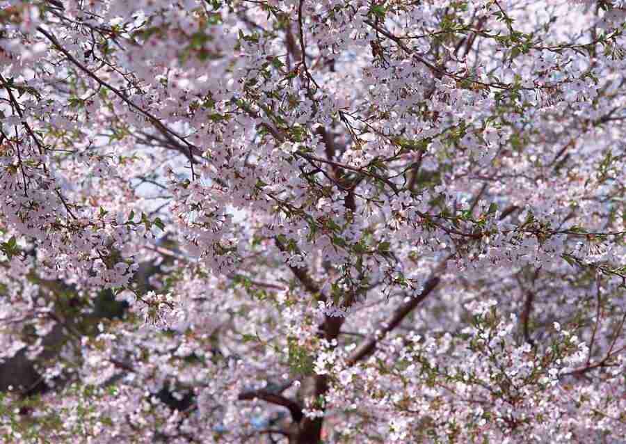 Cherry Blossoms - Datacraft Sozaijiten  ></a>
<script language=JavaScript> 
  var txt = 