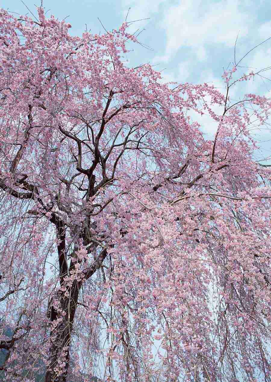 Cherry Blossoms - Datacraft Sozaijiten  ></a>
<script language=JavaScript> 
  var txt = 