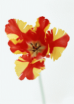 Datacraft Sozaijiten : Colorful Flowers 