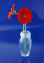 Datacraft Sozaijiten : Colorful Flowers 