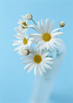 Datacraft Sozaijiten : Colorful Flowers 