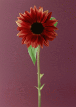 Datacraft Sozaijiten : Colorful Flowers 