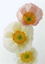 Datacraft Sozaijiten : Colorful Flowers 