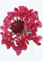 Datacraft Sozaijiten : Colorful Flowers 