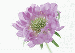 Datacraft Sozaijiten : Colorful Flowers 