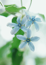 Datacraft Sozaijiten : Colorful Flowers 