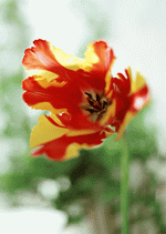 Datacraft Sozaijiten : Colorful Flowers 