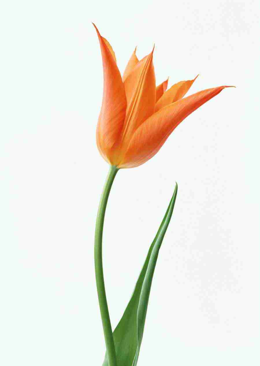 Colorful Flowers - Datacraft Sozaijiten  ></a>
<script language=JavaScript> 
  var txt = 