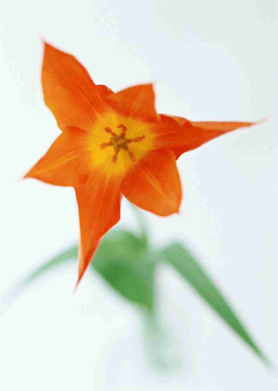 Colorful Flowers - Datacraft Sozaijiten  ></a>
<script language=JavaScript> 
  var txt = 