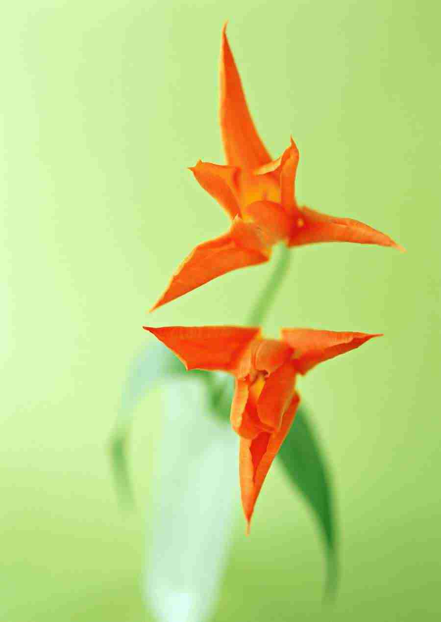Colorful Flowers - Datacraft Sozaijiten  ></a>
<script language=JavaScript> 
  var txt = 