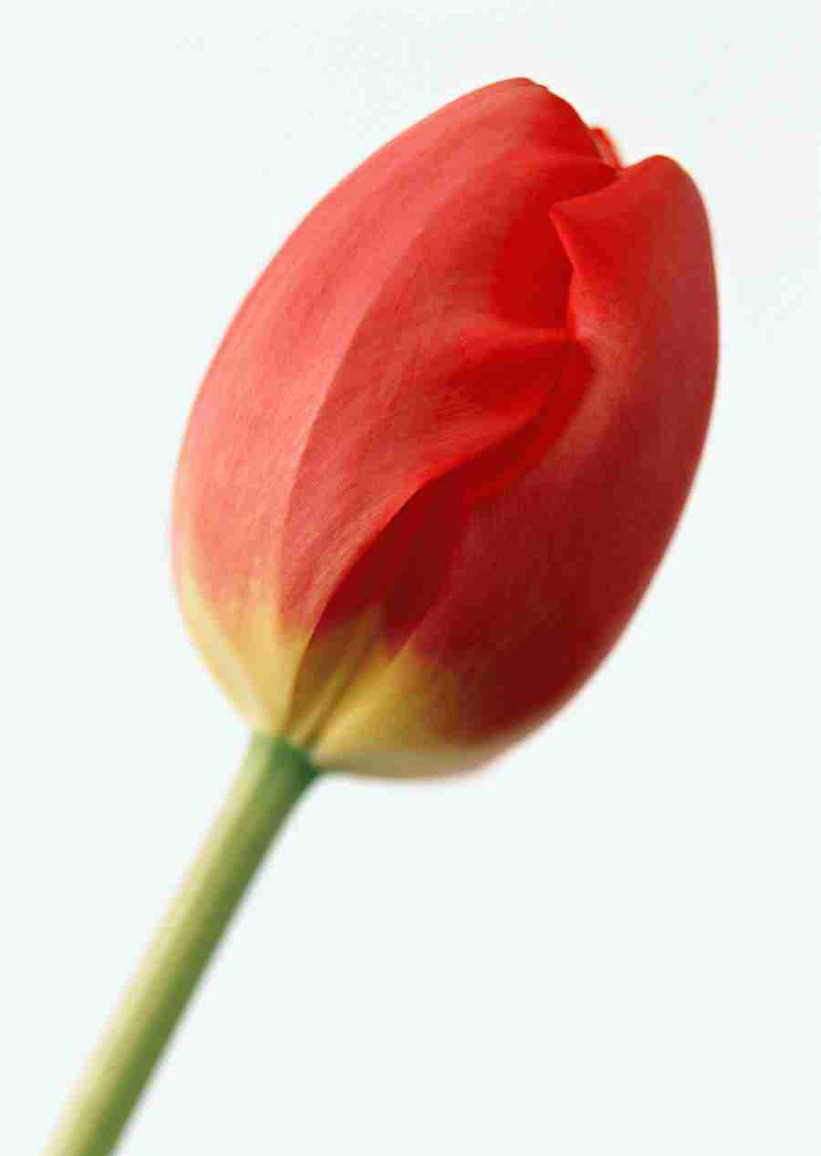 Colorful Flowers - Datacraft Sozaijiten  ></a>
<script language=JavaScript> 
  var txt = 