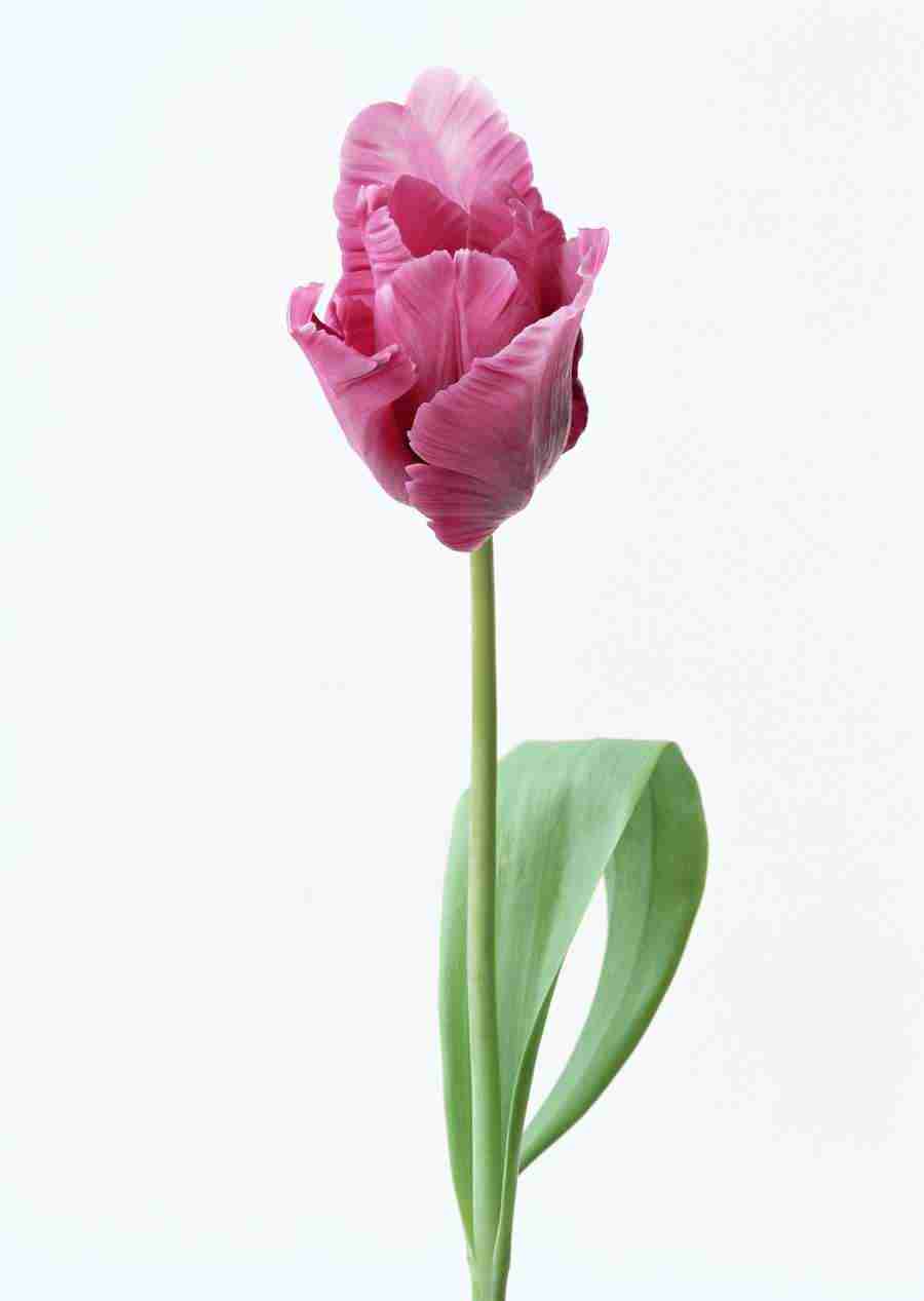Colorful Flowers - Datacraft Sozaijiten  ></a>
<script language=JavaScript> 
  var txt = 