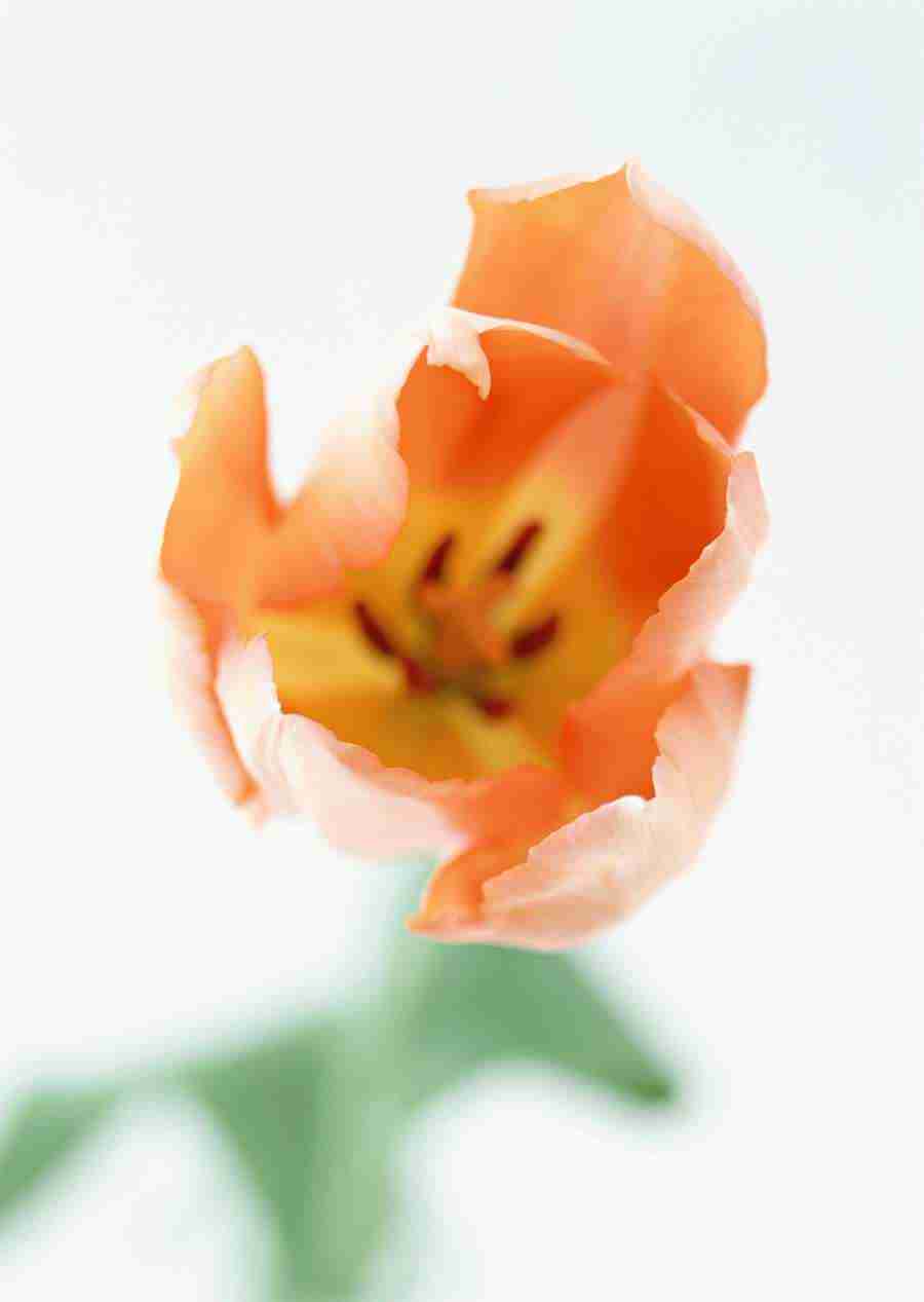 Colorful Flowers - Datacraft Sozaijiten  ></a>
<script language=JavaScript> 
  var txt = 