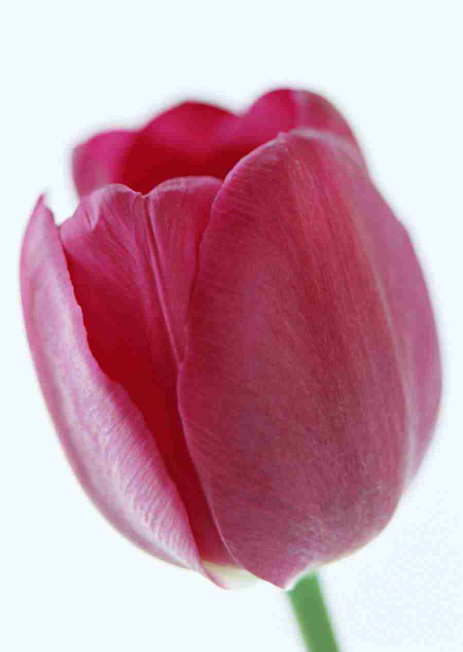 Colorful Flowers - Datacraft Sozaijiten  ></a>
<script language=JavaScript> 
  var txt = 