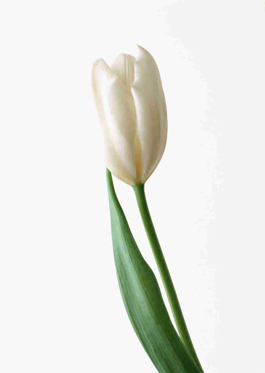 Colorful Flowers - Datacraft Sozaijiten  ></a>
<script language=JavaScript> 
  var txt = 