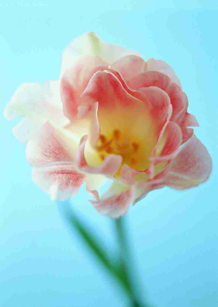 Colorful Flowers - Datacraft Sozaijiten  ></a>
<script language=JavaScript> 
  var txt = 