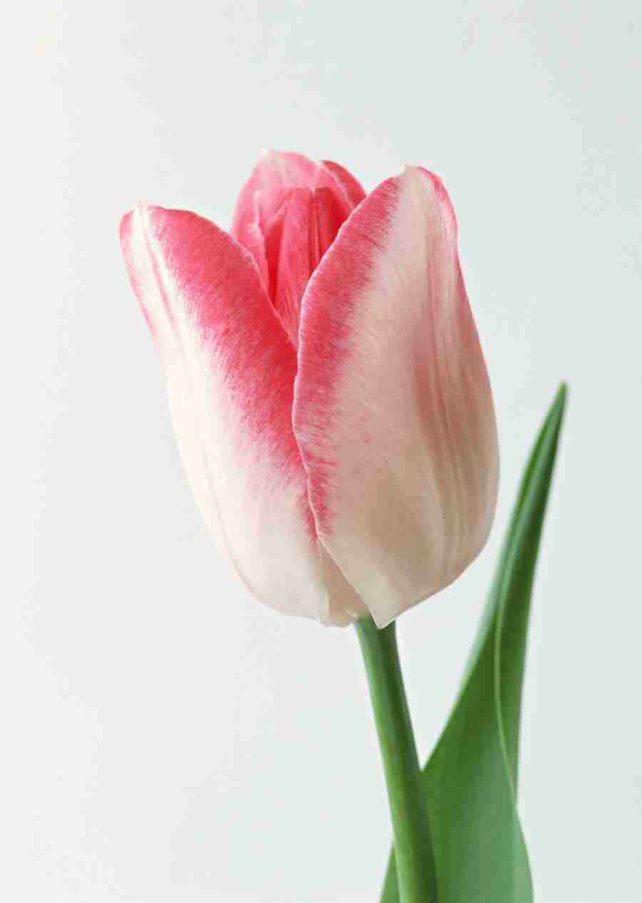 Colorful Flowers - Datacraft Sozaijiten  ></a>
<script language=JavaScript> 
  var txt = 