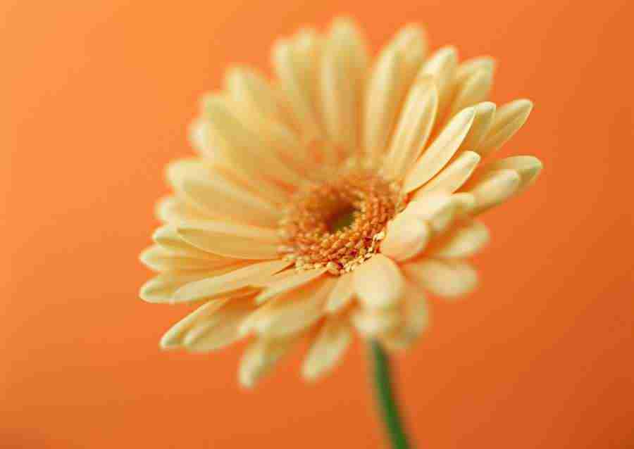Colorful Flowers - Datacraft Sozaijiten  ></a>
<script language=JavaScript> 
  var txt = 