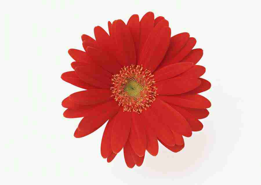Colorful Flowers - Datacraft Sozaijiten  ></a>
<script language=JavaScript> 
  var txt = 