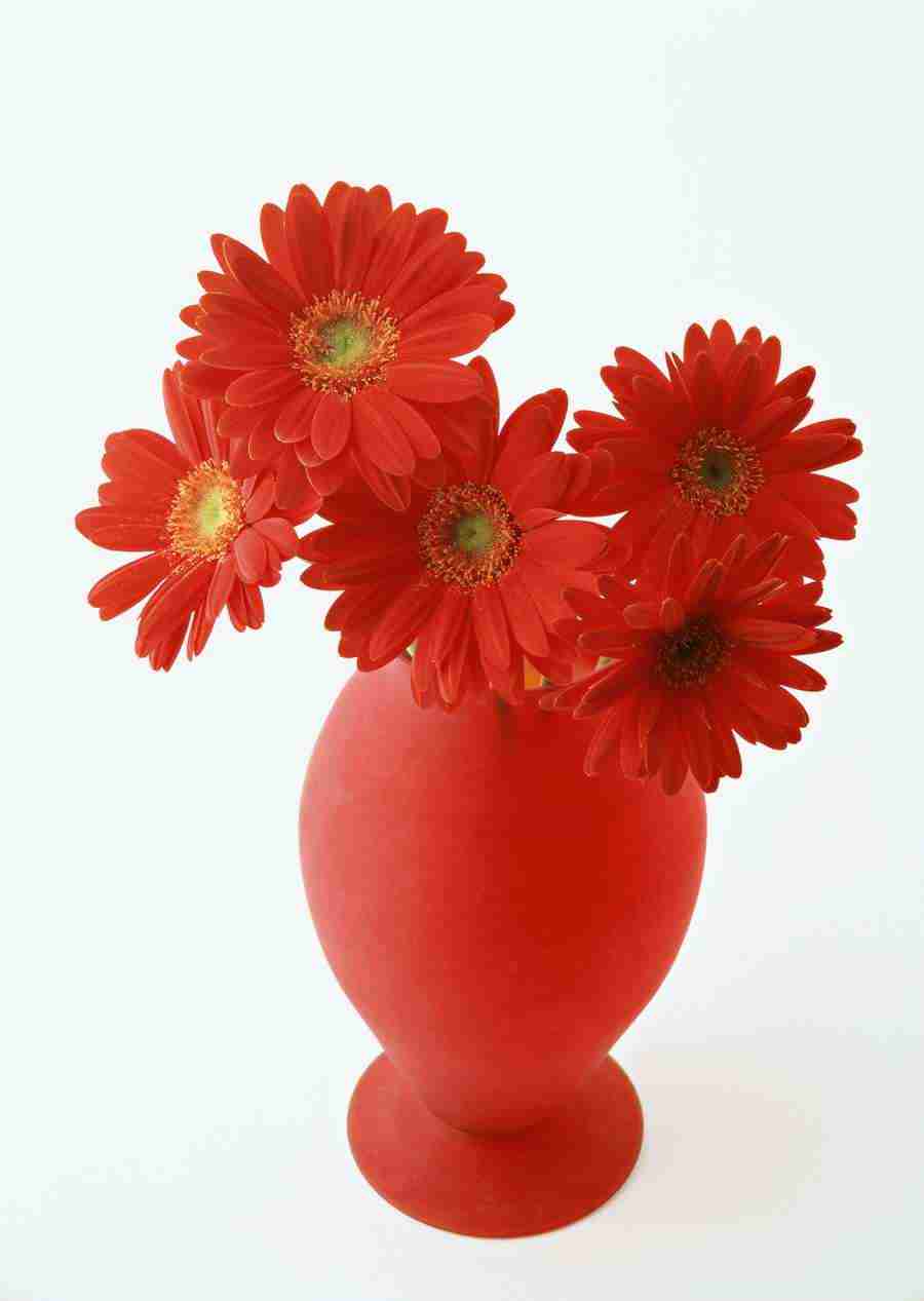 Colorful Flowers - Datacraft Sozaijiten  ></a>
<script language=JavaScript> 
  var txt = 