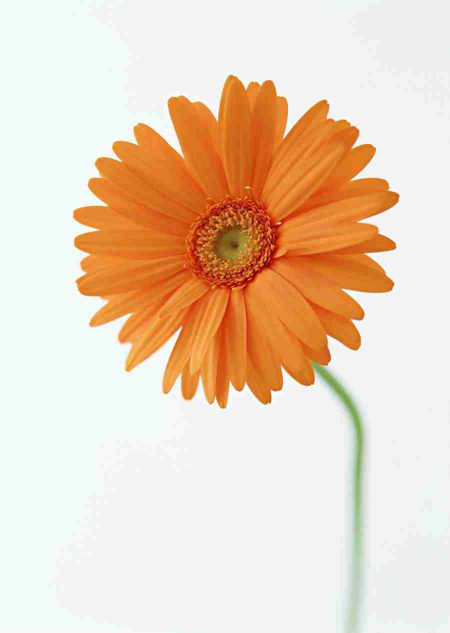 Colorful Flowers - Datacraft Sozaijiten  ></a>
<script language=JavaScript> 
  var txt = 