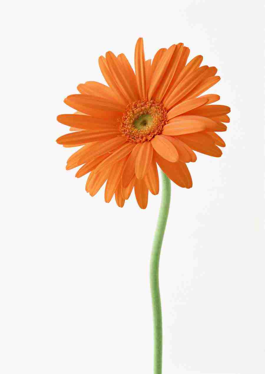 Colorful Flowers - Datacraft Sozaijiten  ></a>
<script language=JavaScript> 
  var txt = 