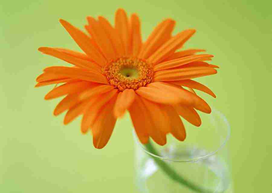 Colorful Flowers - Datacraft Sozaijiten  ></a>
<script language=JavaScript> 
  var txt = 