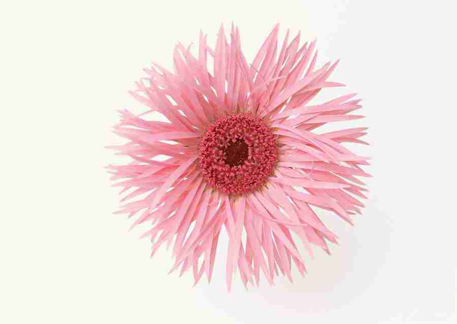 Colorful Flowers - Datacraft Sozaijiten  ></a>
<script language=JavaScript> 
  var txt = 