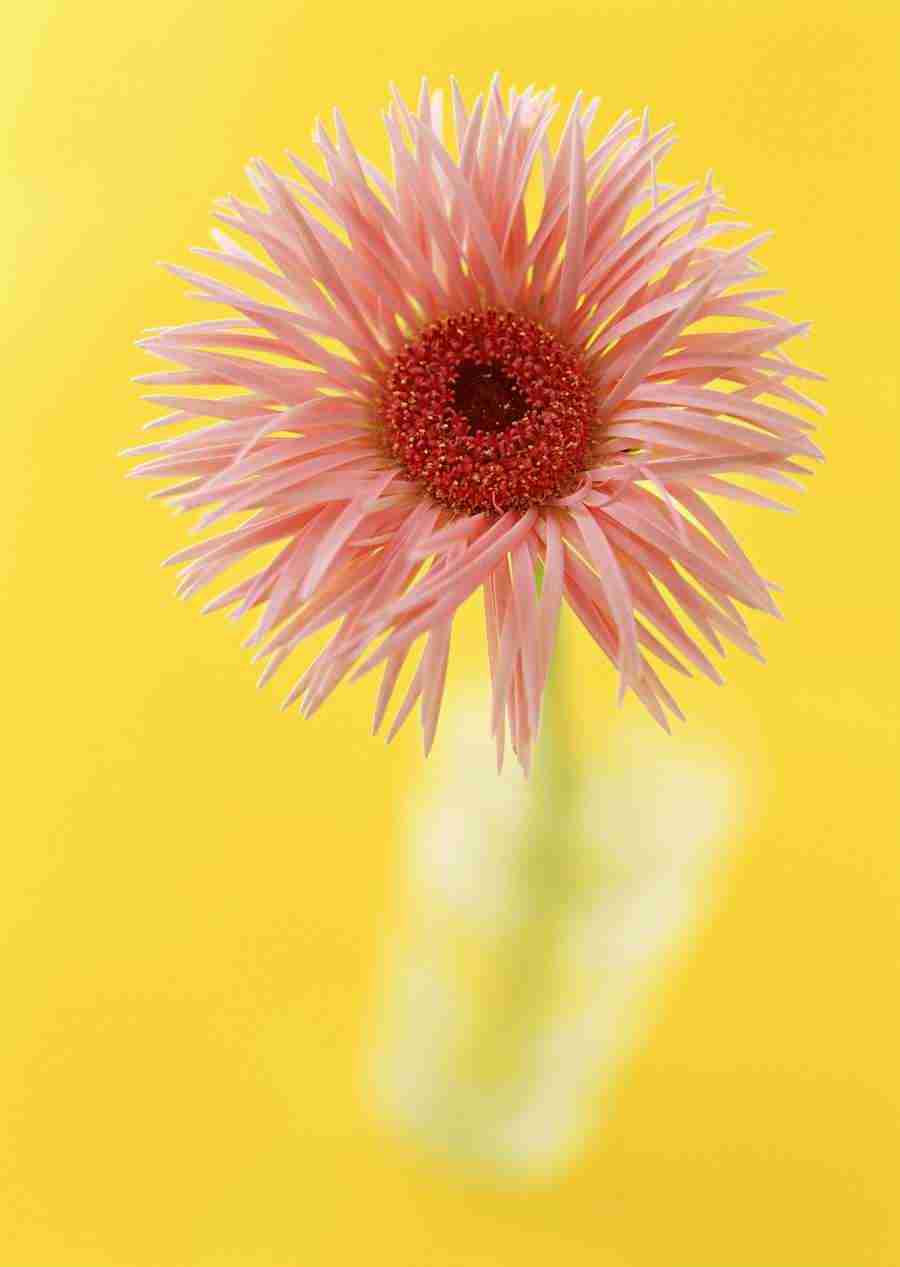 Colorful Flowers - Datacraft Sozaijiten  ></a>
<script language=JavaScript> 
  var txt = 