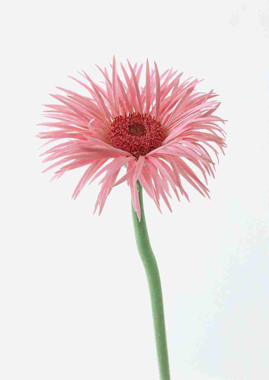 Colorful Flowers - Datacraft Sozaijiten  ></a>
<script language=JavaScript> 
  var txt = 