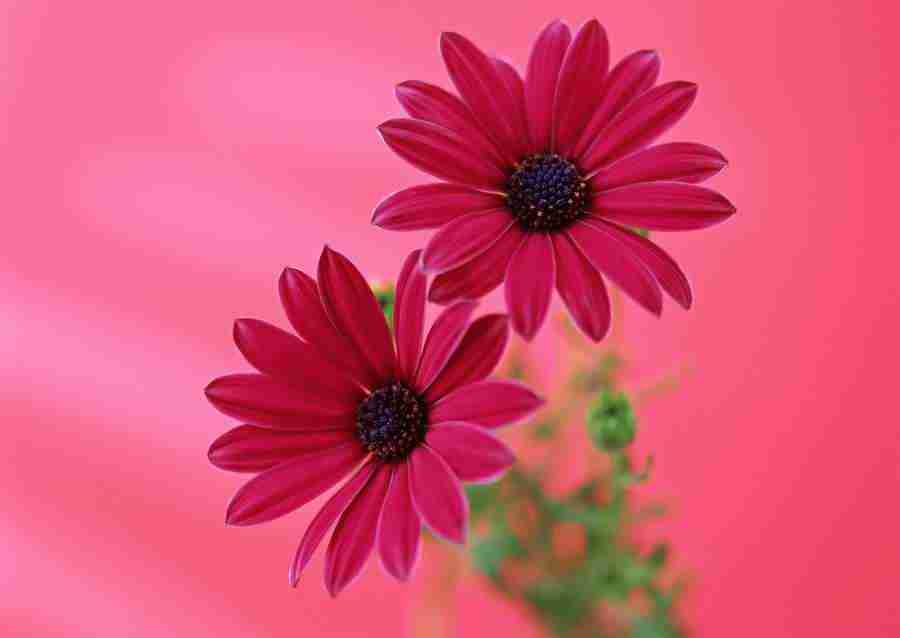 Colorful Flowers - Datacraft Sozaijiten  ></a>
<script language=JavaScript> 
  var txt = 