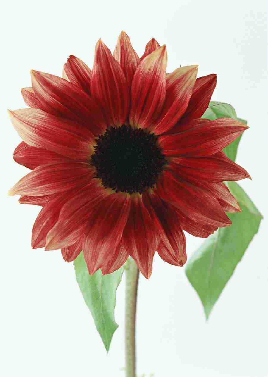 Colorful Flowers - Datacraft Sozaijiten  ></a>
<script language=JavaScript> 
  var txt = 