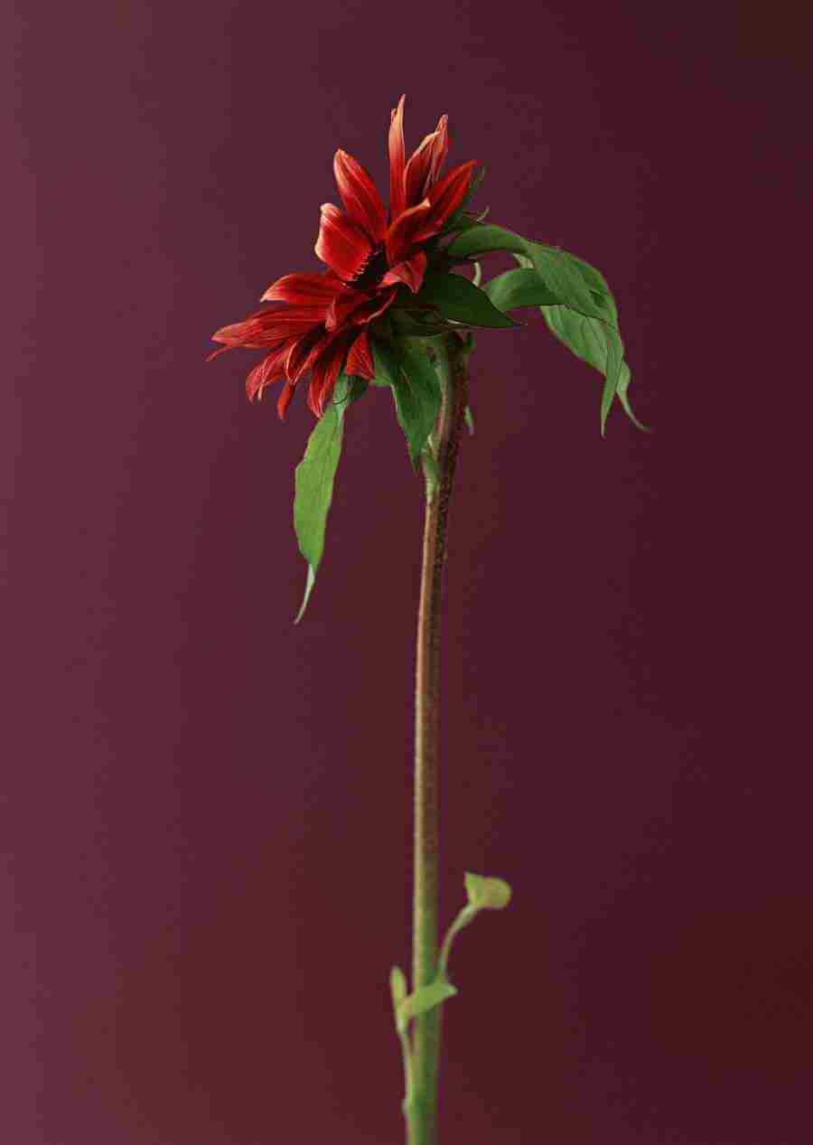 Colorful Flowers - Datacraft Sozaijiten  ></a>
<script language=JavaScript> 
  var txt = 