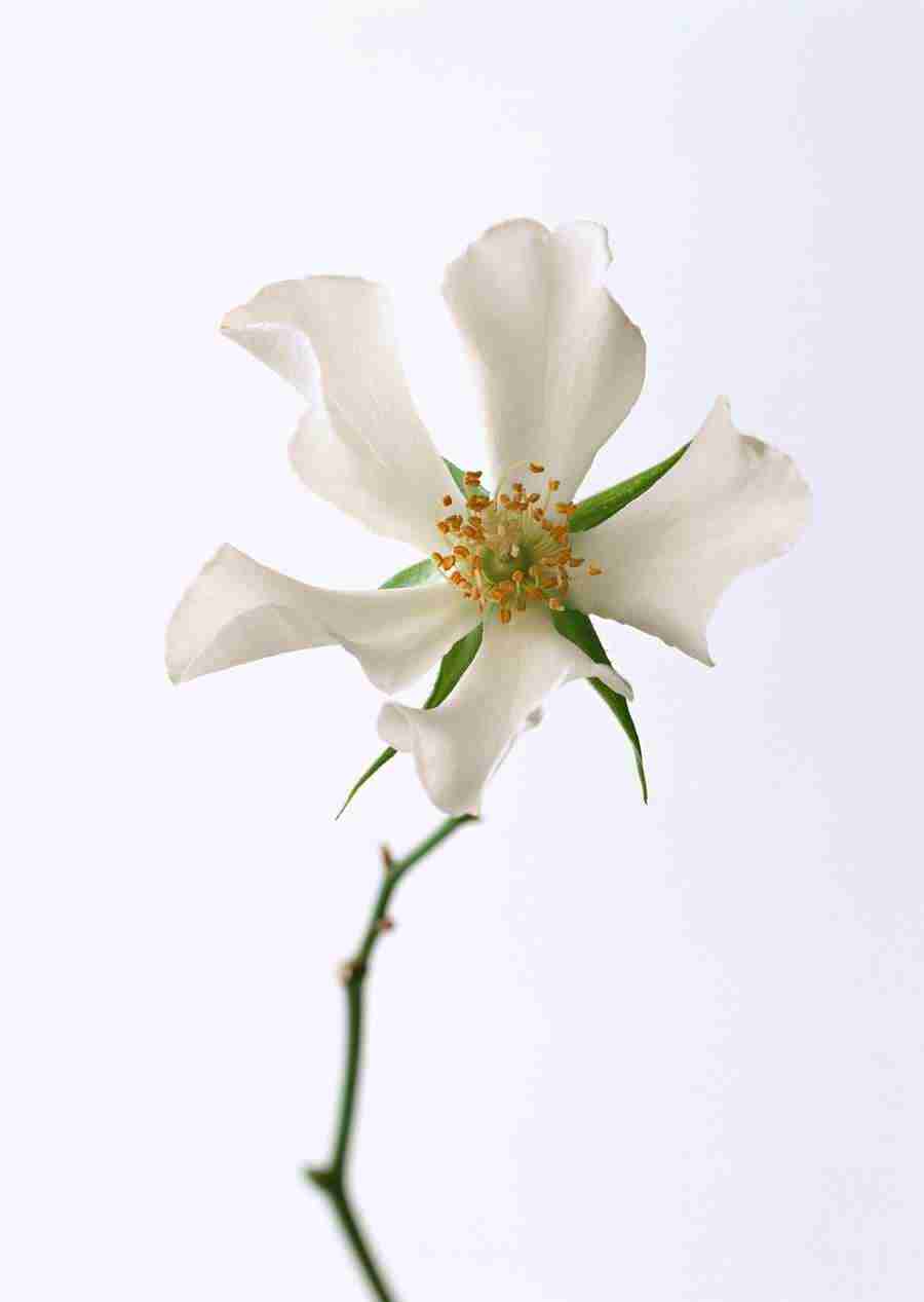 Colorful Flowers - Datacraft Sozaijiten  ></a>
<script language=JavaScript> 
  var txt = 