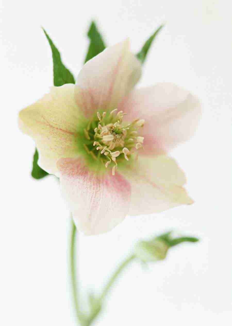 Colorful Flowers - Datacraft Sozaijiten  ></a>
<script language=JavaScript> 
  var txt = 