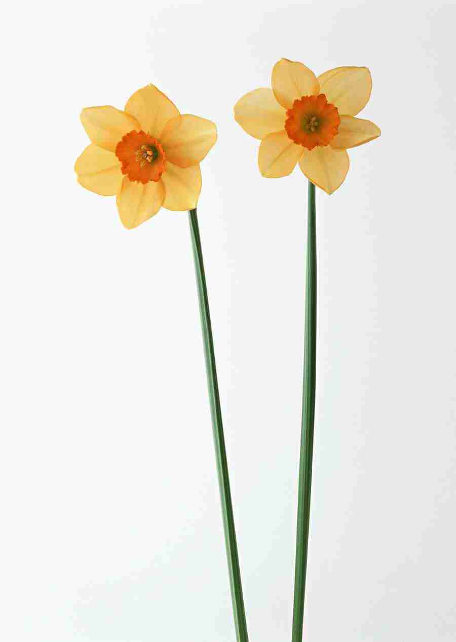 Colorful Flowers - Datacraft Sozaijiten  ></a>
<script language=JavaScript> 
  var txt = 