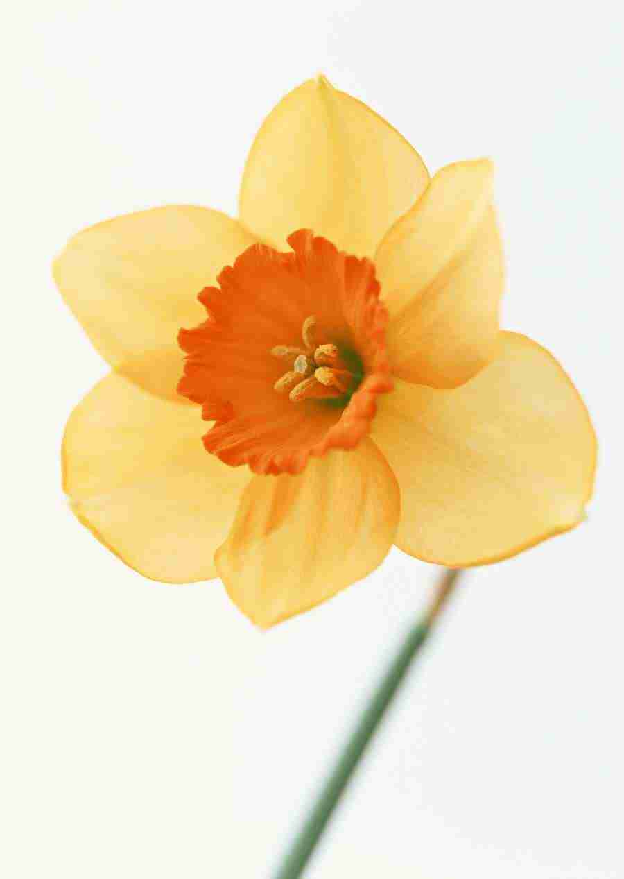 Colorful Flowers - Datacraft Sozaijiten  ></a>
<script language=JavaScript> 
  var txt = 