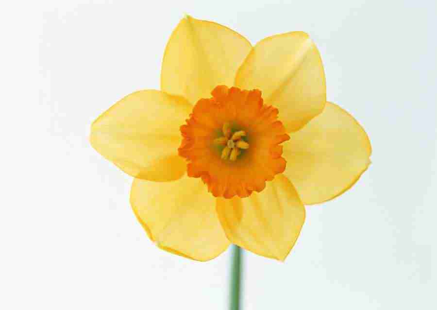 Colorful Flowers - Datacraft Sozaijiten  ></a>
<script language=JavaScript> 
  var txt = 