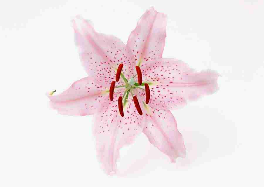 Colorful Flowers - Datacraft Sozaijiten  ></a>
<script language=JavaScript> 
  var txt = 