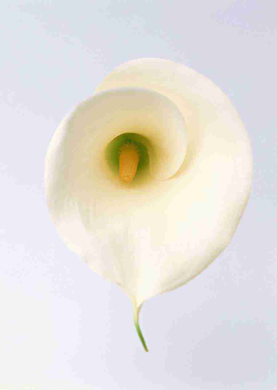 Colorful Flowers - Datacraft Sozaijiten  ></a>
<script language=JavaScript> 
  var txt = 