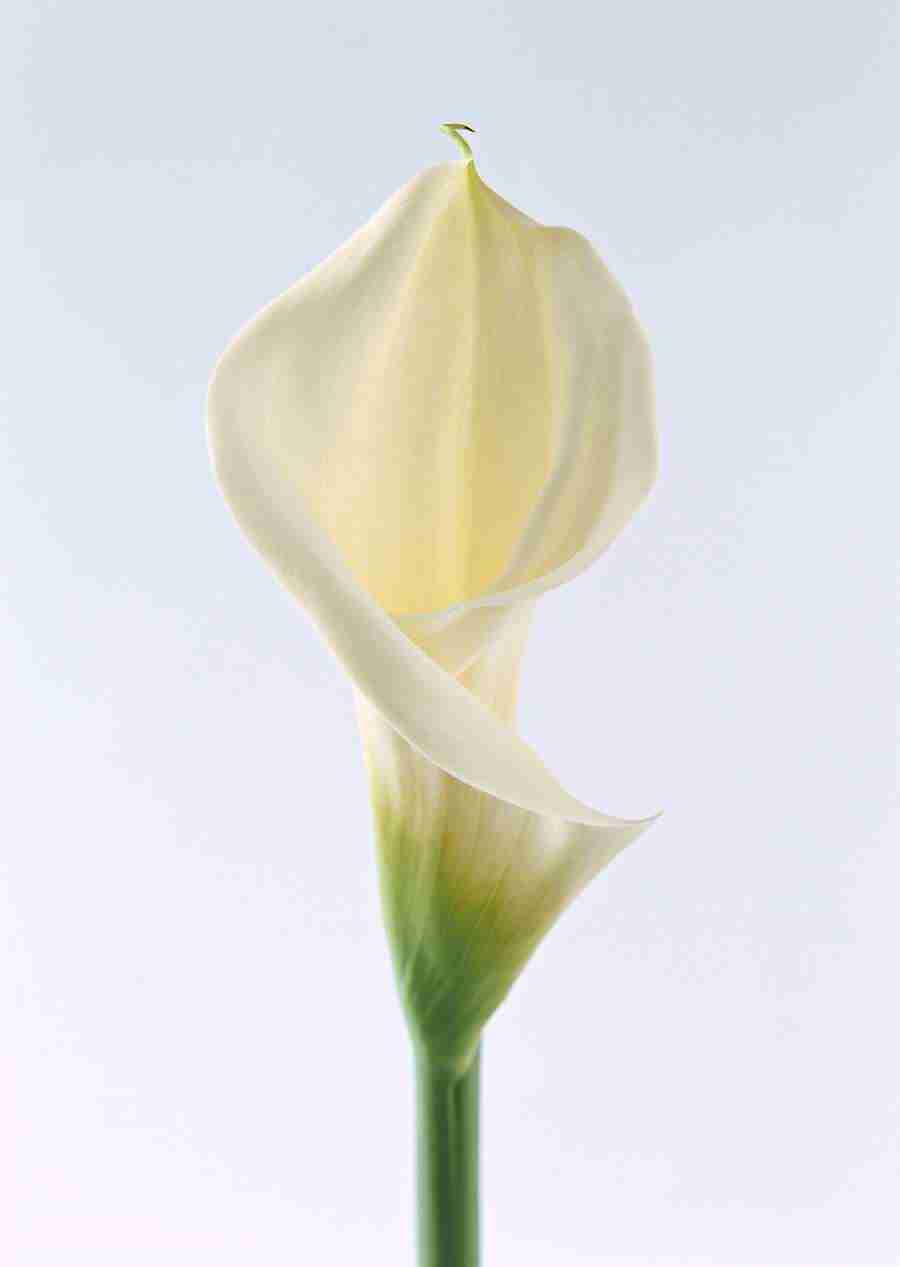 Colorful Flowers - Datacraft Sozaijiten  ></a>
<script language=JavaScript> 
  var txt = 