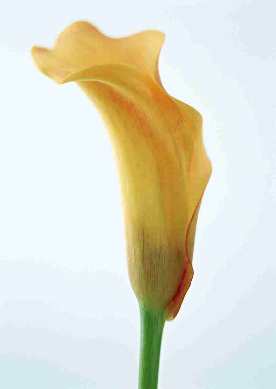 Colorful Flowers - Datacraft Sozaijiten  ></a>
<script language=JavaScript> 
  var txt = 