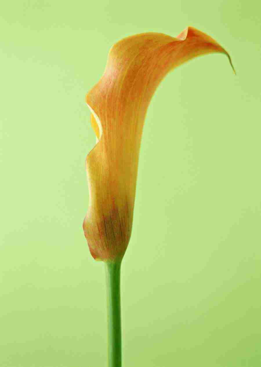 Colorful Flowers - Datacraft Sozaijiten  ></a>
<script language=JavaScript> 
  var txt = 