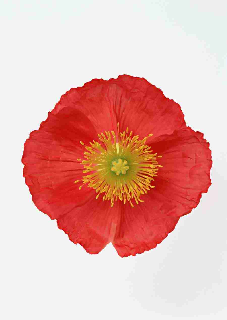 Colorful Flowers - Datacraft Sozaijiten  ></a>
<script language=JavaScript> 
  var txt = 