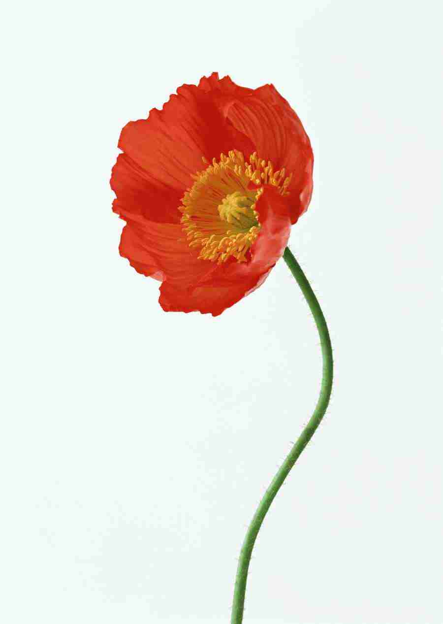 Colorful Flowers - Datacraft Sozaijiten  ></a>
<script language=JavaScript> 
  var txt = 