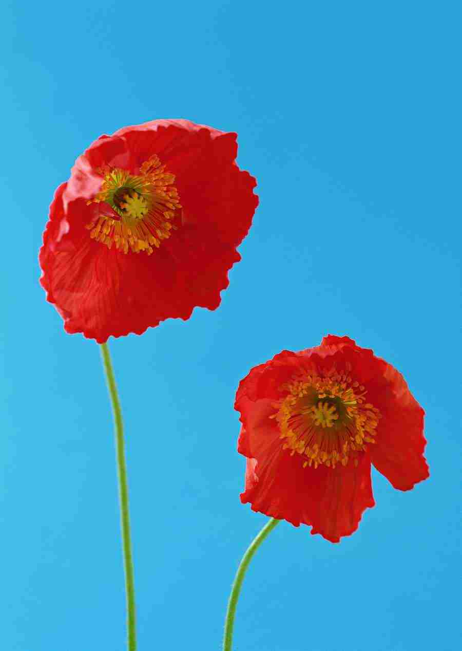 Colorful Flowers - Datacraft Sozaijiten  ></a>
<script language=JavaScript> 
  var txt = 