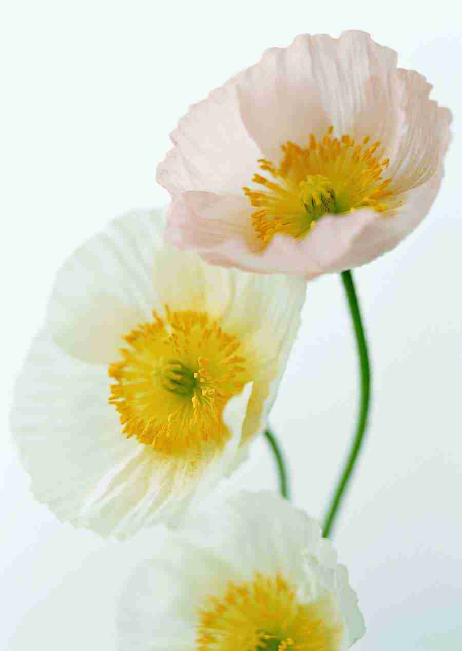 Colorful Flowers - Datacraft Sozaijiten  ></a>
<script language=JavaScript> 
  var txt = 